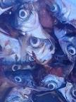 fished fishes